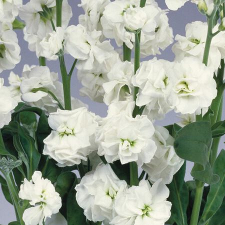 White Quartet, Stock Seeds - Packet image number null
